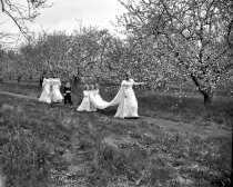 Apple Blossom Festival, 1948